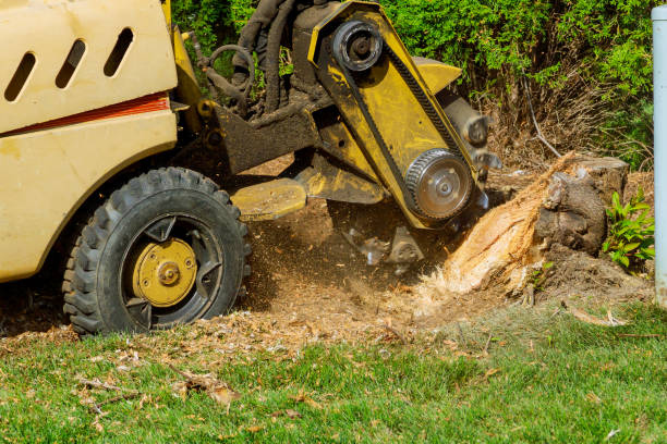 The Steps Involved in Our Tree Care Process in Jackson, AL